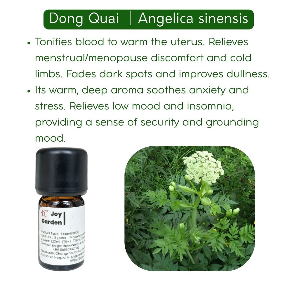 Chinese Angelica Root (Dong Quai) Essential Oil: Supercritical CO2 Extraction, 5mL