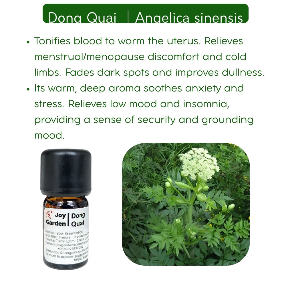 Chinese Angelica Root (Dong Quai) Essential Oil: Supercritical CO2 Extraction, 5mL