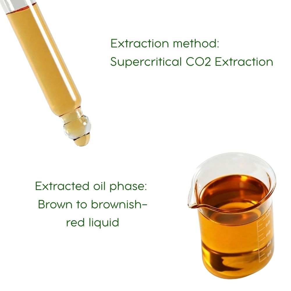 Chinese Angelica Root (Dong Quai) Essential Oil: Supercritical CO2 Extraction, 5mL