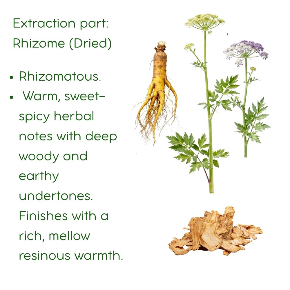 Chinese Angelica Root (Dong Quai) Essential Oil: Supercritical CO2 Extraction, 5mL