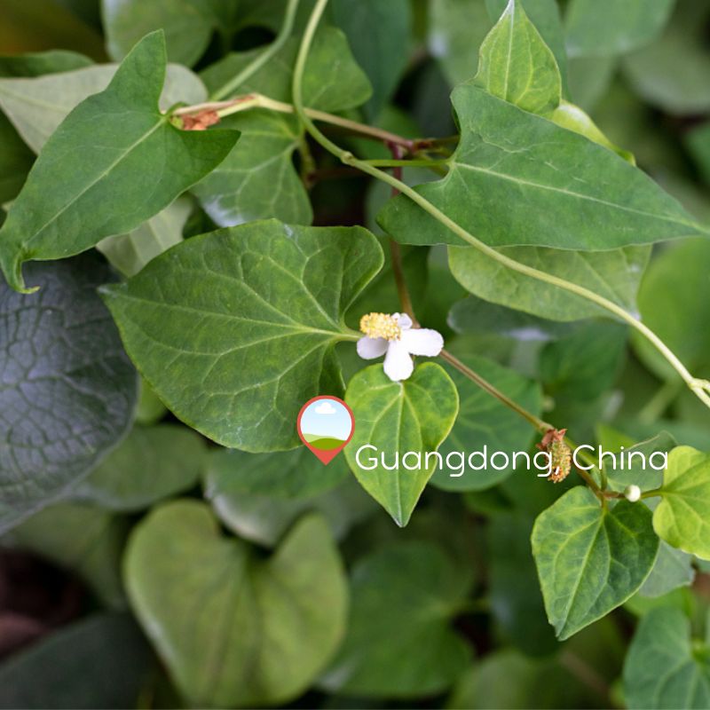He Shou Wu (Fo-Ti) Essential Oil |  Supercritical CO2 Extract