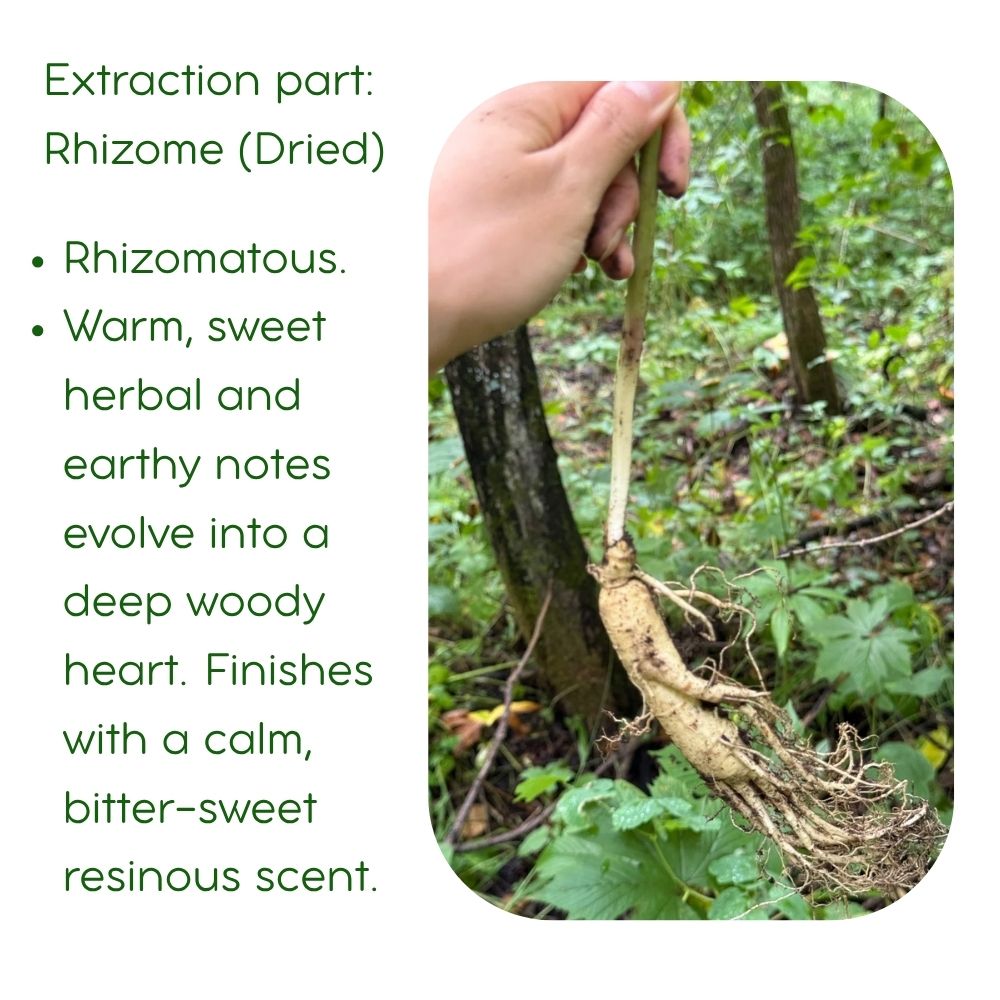 Changbai Mountain Ginseng Essential Oil - 100% Pure (5ml)