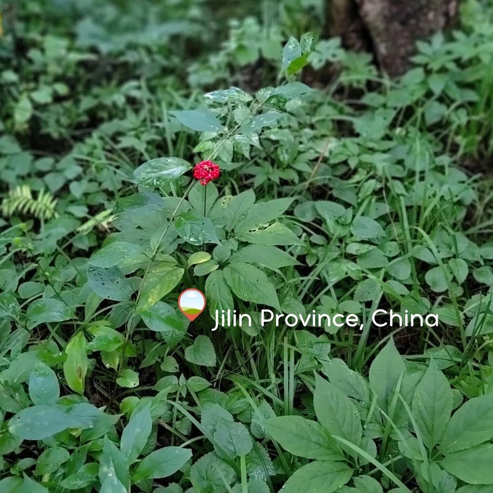 Changbai Mountain Ginseng Essential Oil - 100% Pure (5ml)