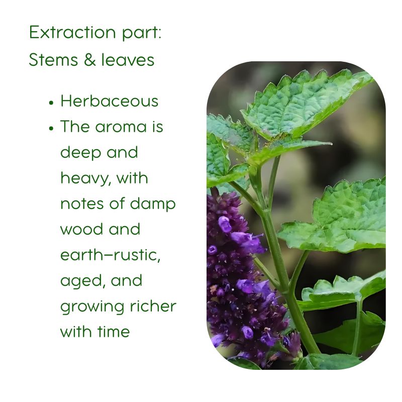 Patchouli Essential Oil Steam Distillation 100% pure essential oils