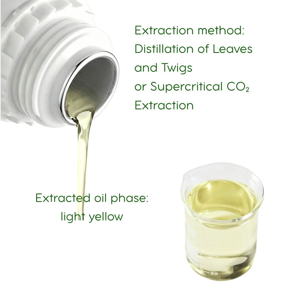 Perilla Leaf Essential Oil: Supercritical CO2 Extraction, 5ml