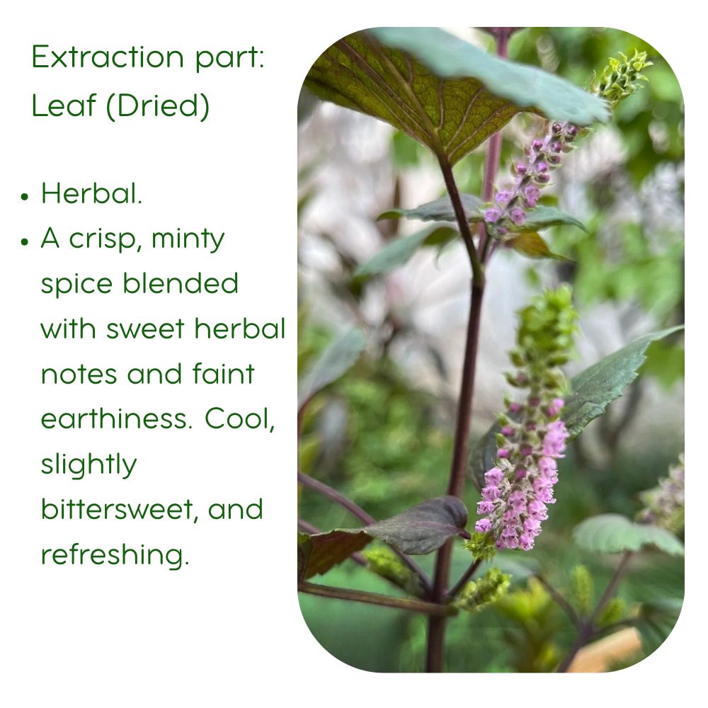 Perilla Leaf Essential Oil: Supercritical CO2 Extraction, 5ml