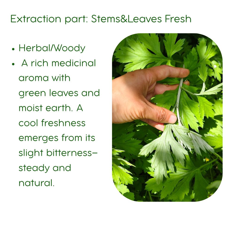 Natural Mugwort Essential Oil Series 100% Pure Essence and 3% Ready-to-Use Botanical Blend