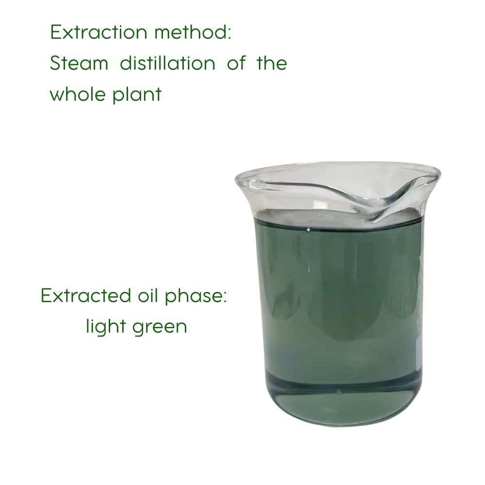 Natural Mugwort Essential Oil Series 100% Pure Essence and 3% Ready-to-Use Botanical Blend
