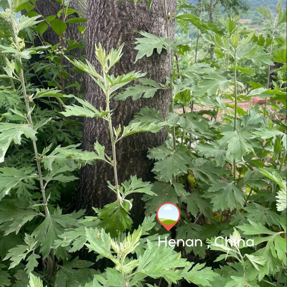 Wild Artemisia argyi mugwort growing in Henan, China – botanical source origin for Joy Garden essential oil