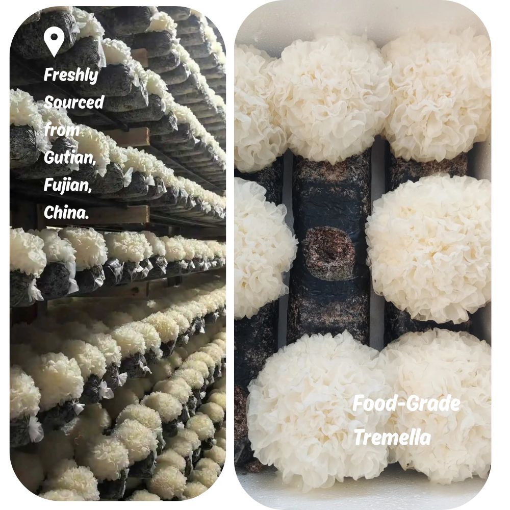 Organic sourcing origin of the natural snow mushroom ingredient