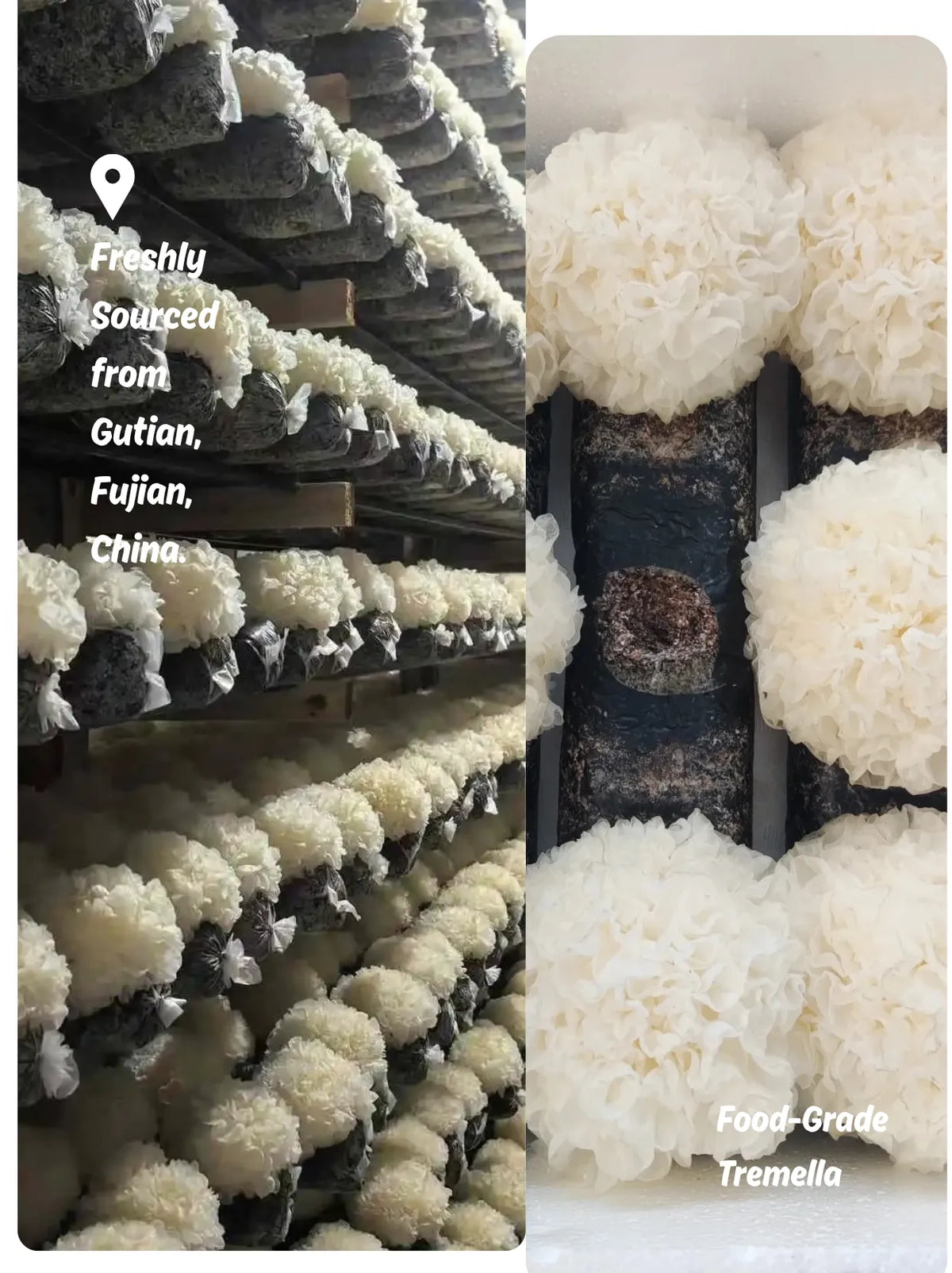 Freshly harvested food-grade snow mushrooms growing in Gutian, Fujian for Joy Garden hydrating essence