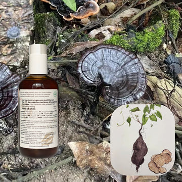 Joy Garden Fo-Ti Shampoo is made by decocting pure botanicals, including Fo-Ti, Reishi mushroom, and soapberry, rather than traditional chemical formulas.