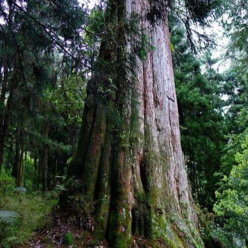 Alishan Hinoki essential oil source – natural cypress wood extraction by Joy Garden