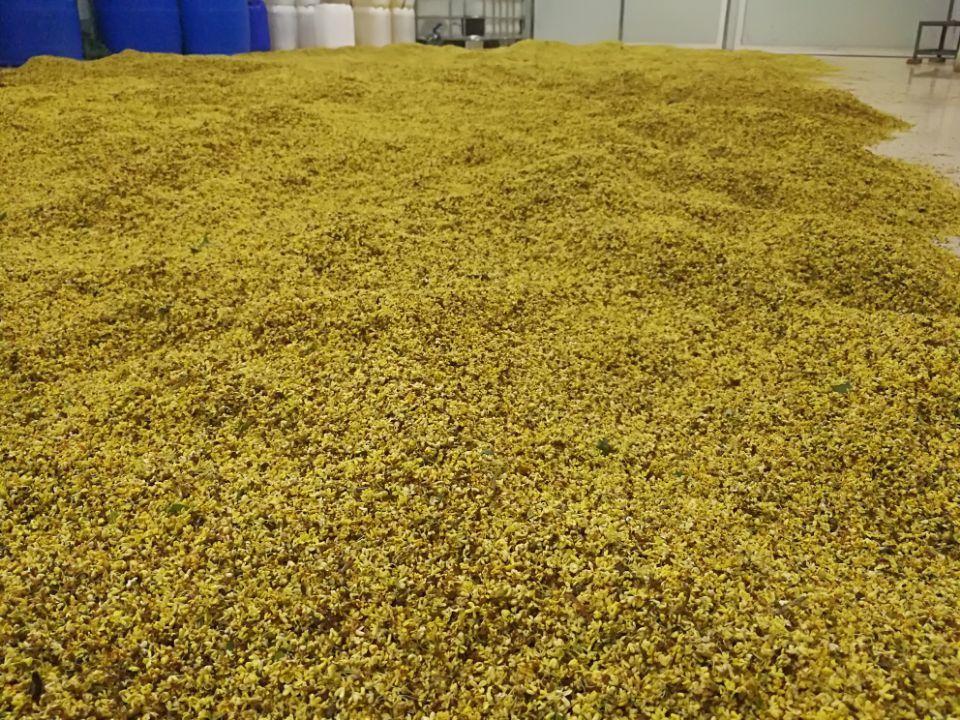 Joy Garden natural essential oil manufacturing plant, professional extraction and quality control