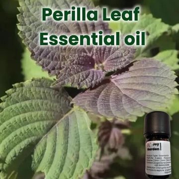 Joy Garden Perilla Leaf Essential Oil extracted using supercritical CO2 method at on-site herbal lab