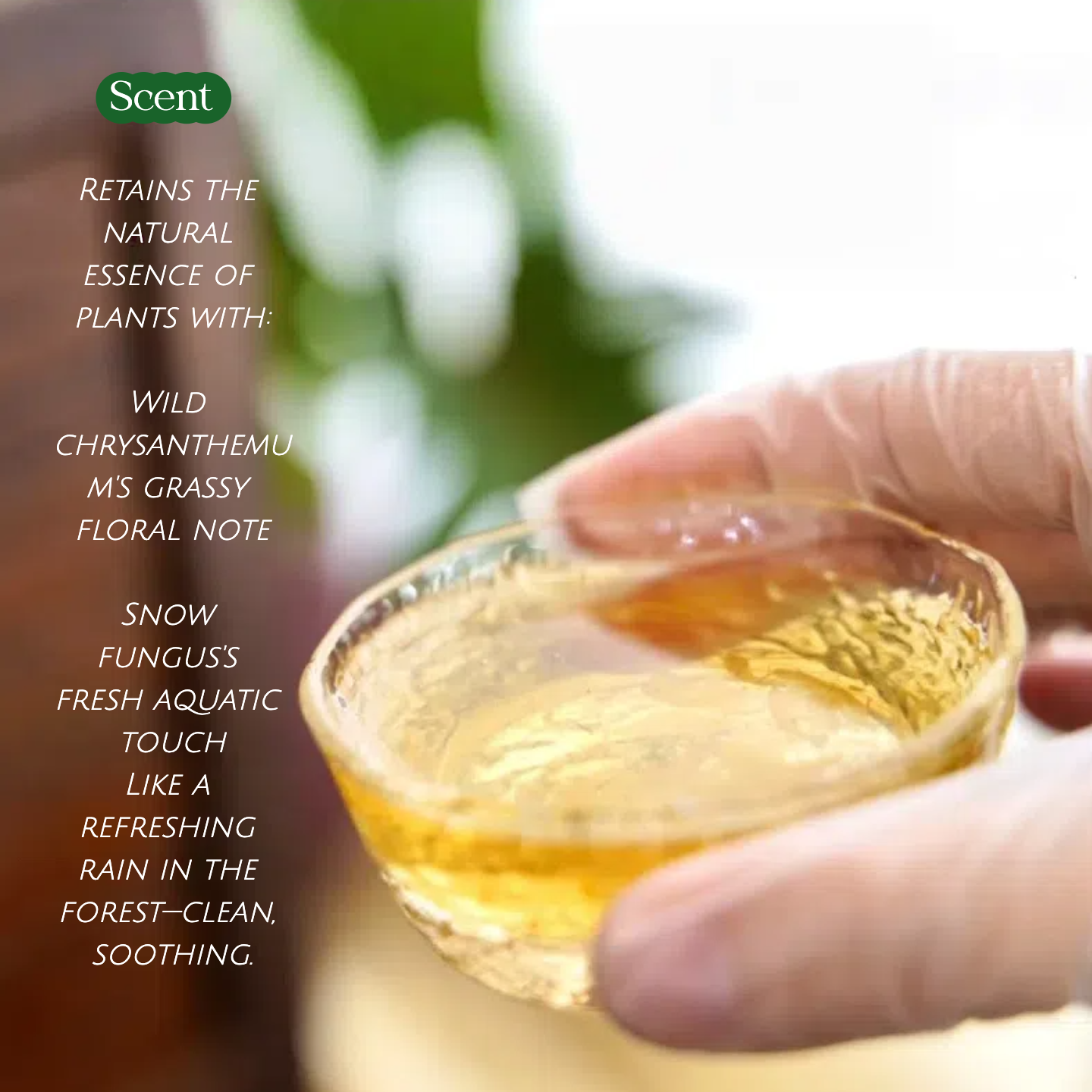 Natural scent of Joy Garden Tremella & Wild Chrysanthemum Essence – derived from botanical extracts without synthetic fragrance