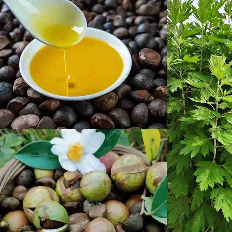 Joy Garden | Natural Mugwort  Essential Oil Series  100% Pure Essence and 3% Ready-to-Use Botanical Blend