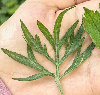 Joy Garden | Natural Mugwort  Essential Oil Series  100% Pure Essence and 3% Ready-to-Use Botanical Blend